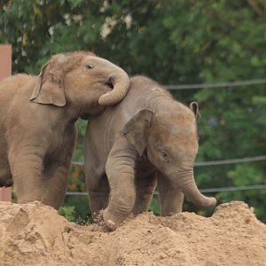 Baby asian elephants (November 2019)