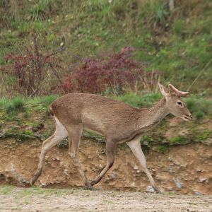 Eld's deer (November 2019)