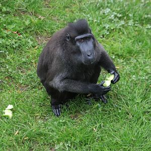 Celebes crested macaque (November 2019)
