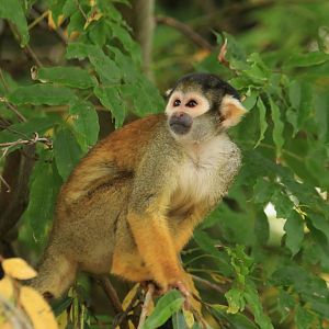 Squirrel monkey (November 2019)