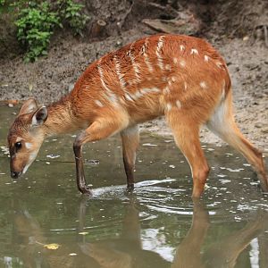 Sitatunga (November 2019)