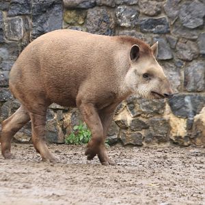 South American tapir (November 2019)