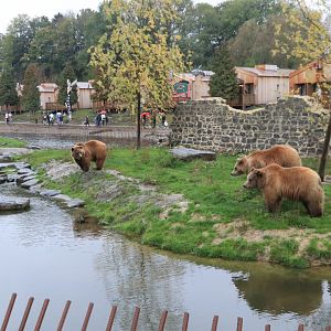European brown bears (November 2019)
