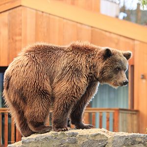 European brown bear (November 2019)