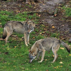 Eurasian wolfs (November 2019)