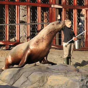 New steller sea lion male (November 2019)