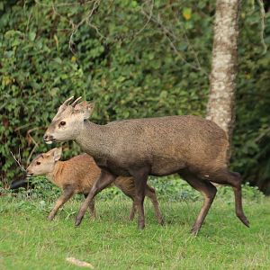 Indian hog deer (November 2019)