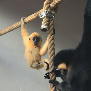 Yellow-cheeked gibbon baby (November 2019)