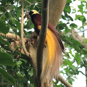 Greater bird-of-paradise (November 2019)