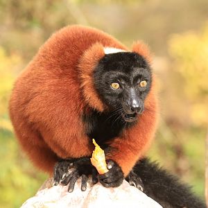 Red ruffed lemur (November 2019)