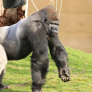 Western lowland gorilla (November 2019)