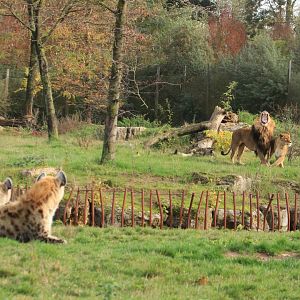 Spotted hyena and roaring african lion (November 2019)