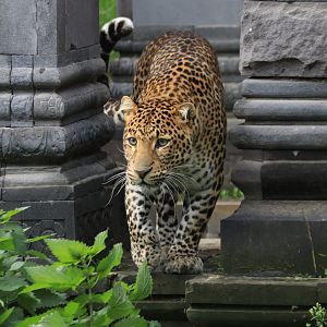 Java leopard (November 2019)