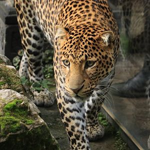 Java leopard (November 2019)