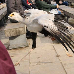 Secretary bird during bird-of-prey show (November 2019)