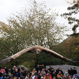 Vulture during bird-of-prey show (November 2019)