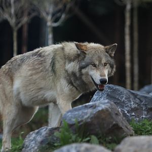 Timber wolf (November 2019)