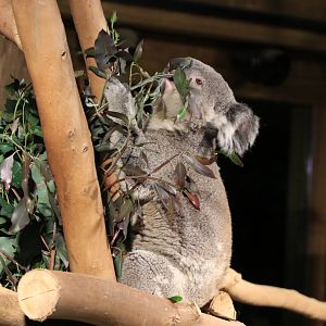 Queensland koala (November 2019)