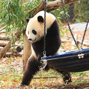 Giant Panda (November 2019)