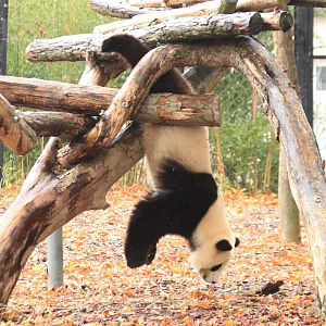Giant Panda (November 2019)