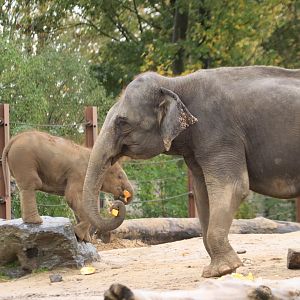 Asian elephants (November 2019)