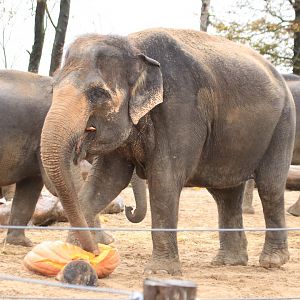 Asian elephants (November 2019)