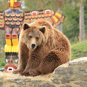European brown bear (November 2019)
