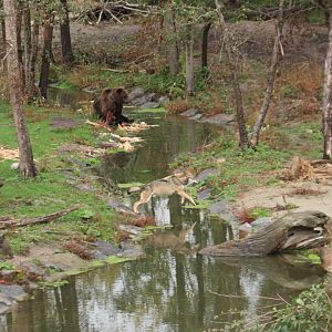 European brown bears and eurasian wolf (November 2019)