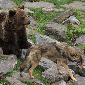 European brown bear and eurasian wolf (November 2019)