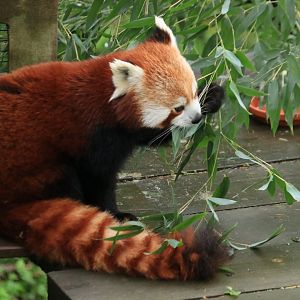 Red Panda (November 2019)