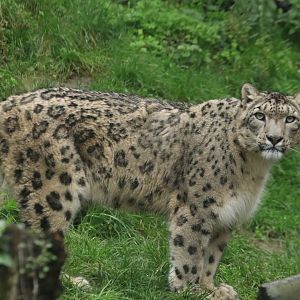 Snow leopard (November 2019)
