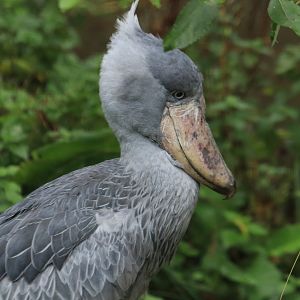 Shoebill (November 2019)