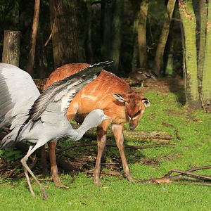 Sitatunga and blue crane (November 2019)