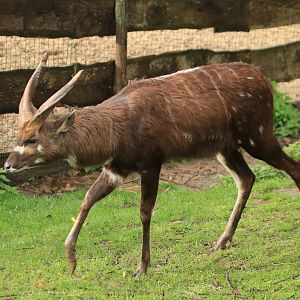Sitatunga (November 2019)
