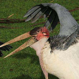 Marabu (November 2019)