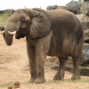 African elephant (November 2019)