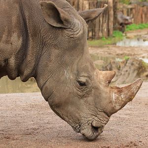 White rhino (November 2019)