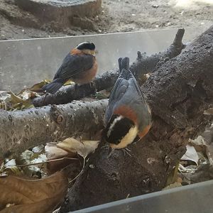 Varied Tits