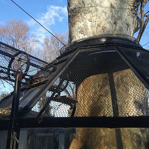 Japanese Squirrel Exhibit