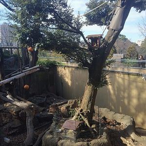 Masked Palm Civet Tree Inside Sun Bear Exhibit