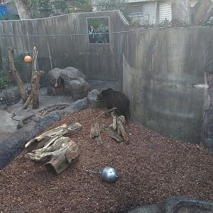 Bear Exhibit