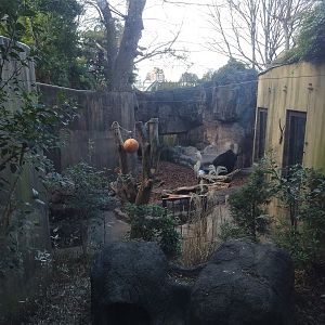 Japanese Badger Exhibit Inside Bear Exhibit