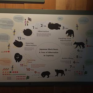 Black Bear Hibernation Signage
