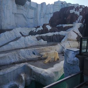 Polar Bear Exhibit