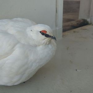 Svalbard Rock Ptarmigan