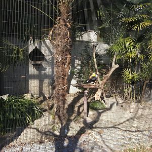 Toucan Aviary