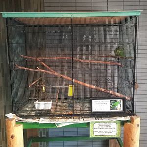 Red-shouldered Macaw Cage