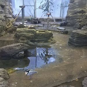 Egyptian Plover Exhibit