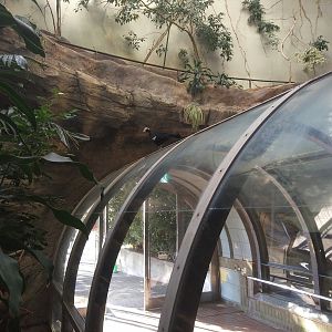 Blue-throated Piping Guan On Bird Tunnel