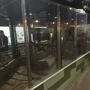Tamandua Exhibit